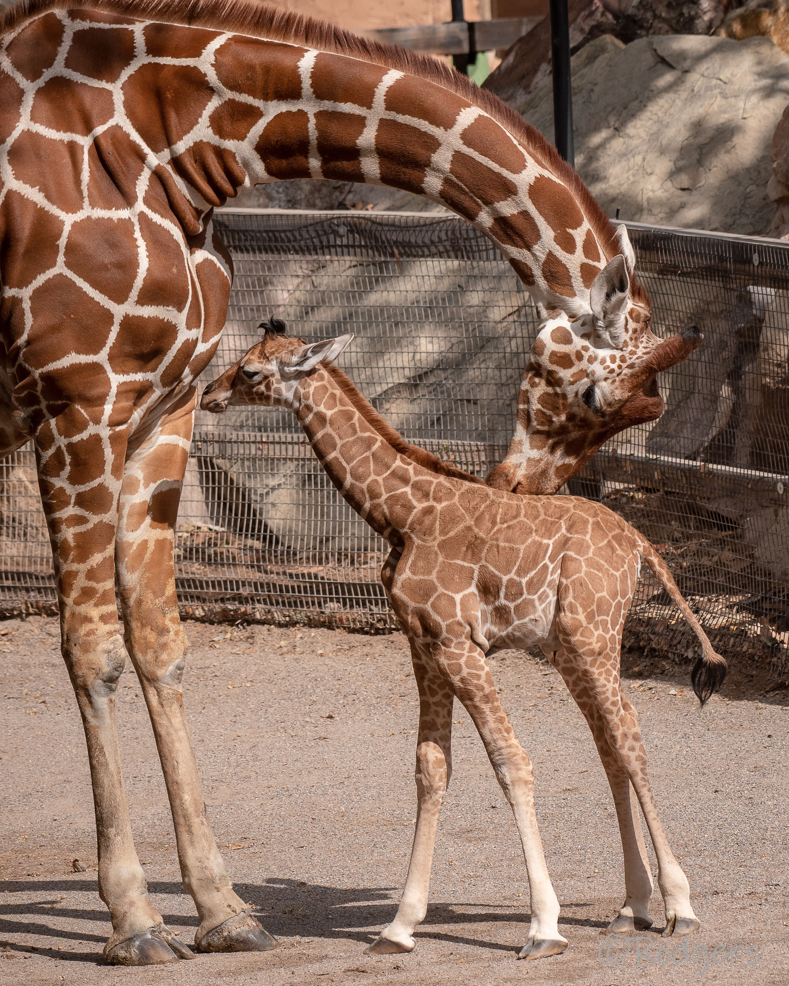 Reticulated Giraffe Camilla Gives Birth to Healthy Female Calf — City